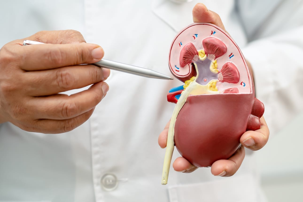 รูปไต ผ่าตัดปลูกถ่ายไต (Kidney Transplantation)