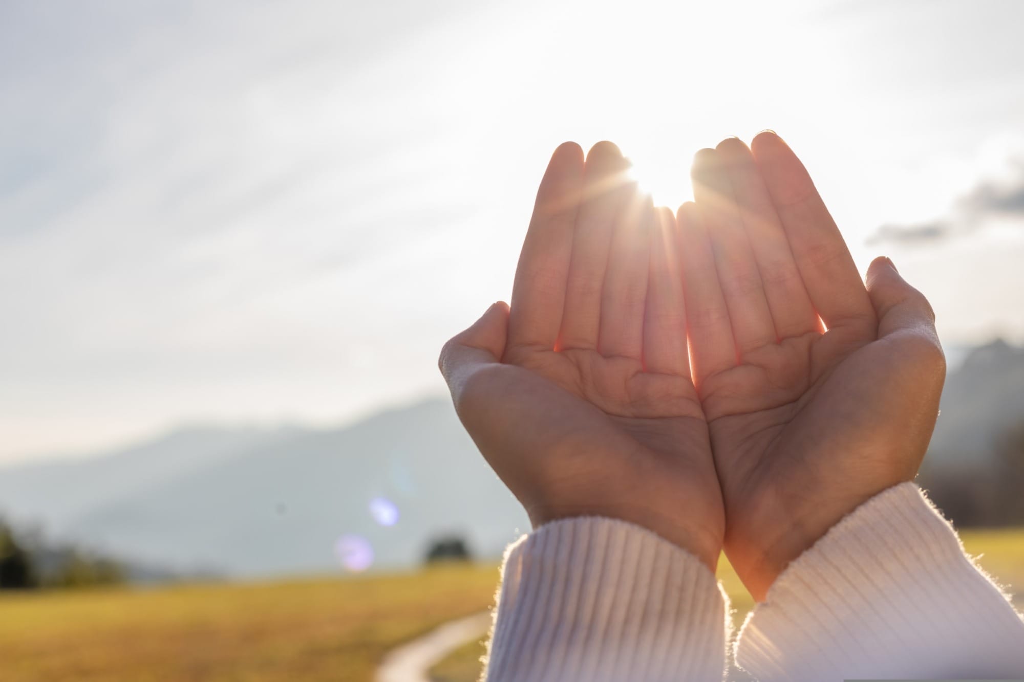 ปลูกถ่ายไต